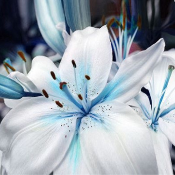 Notice Gallery for William Henry ATTENBOROUGH