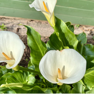 Notice Gallery for Elizabeth Anne BROWN