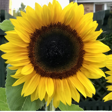 Photo for notice Elizabeth Anne BROWN