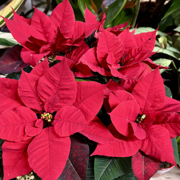 Photo for notice Elizabeth Anne BROWN