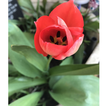 Notice Gallery for MARY ALICE SMITH