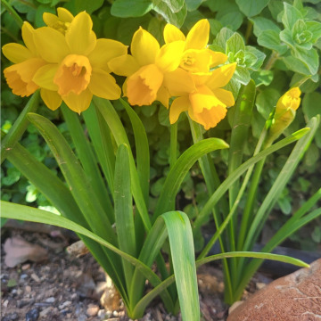 Notice Gallery for Janice PIKE