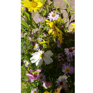 Notice Gallery for OSWALD WALLIS MARSHALL