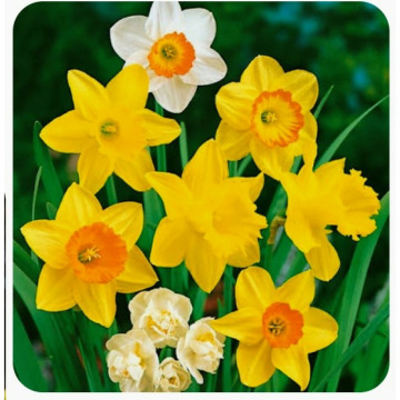 Photo for notice ANNE DOREEN PHEASEY