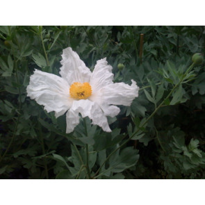 Photo of Christopher John DAVIES