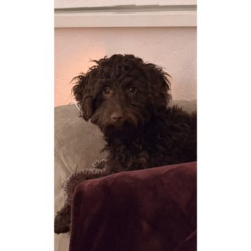 Photo for notice ANN HARRISON