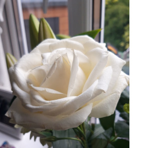 Notice Gallery for Joyce Irene ALLEN