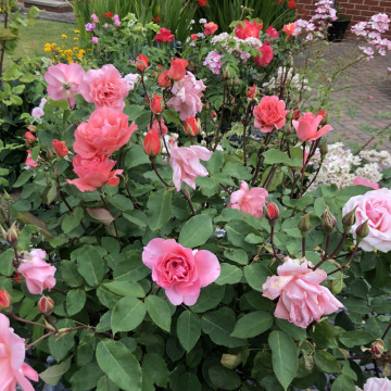 Photo for notice Julian Charles PEARCY