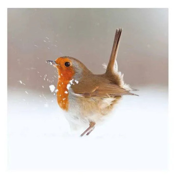 Photo for notice MALCOLM ROWLANDS -