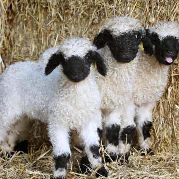 Photo for notice MALCOLM ROWLANDS -