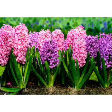 Photo for notice MALCOLM ROWLANDS -