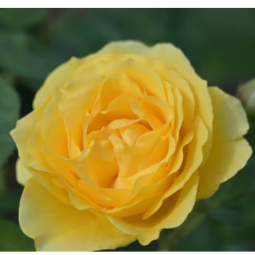 Photo for notice MALCOLM ROWLANDS -