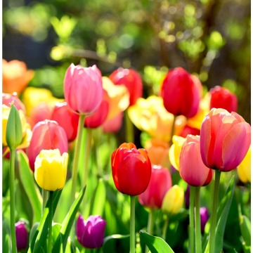 Photo for notice MALCOLM ROWLANDS -