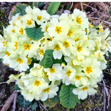 Photo for notice MALCOLM ROWLANDS -