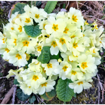 Photo for notice MALCOLM ROWLANDS -