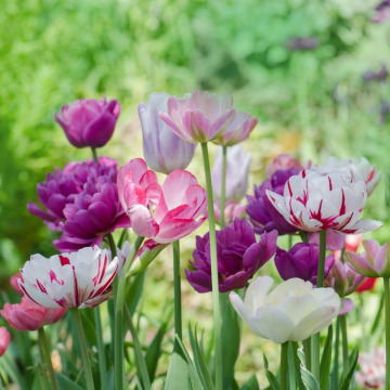 Photo for notice MALCOLM ROWLANDS -