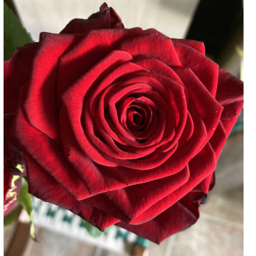 Notice Gallery for David CULVERHOUSE