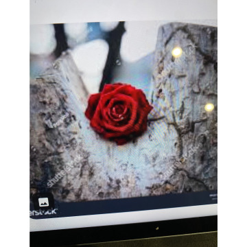 Photo for notice Toni David DEXTER