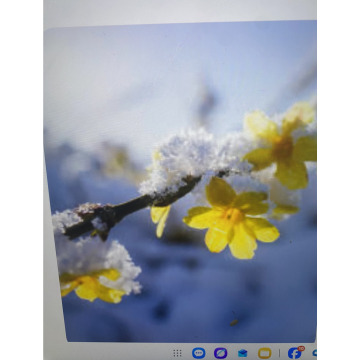 Photo for notice Toni David DEXTER