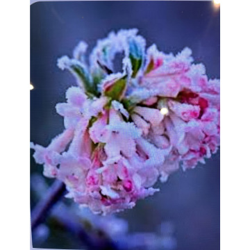 Photo for notice Toni David DEXTER