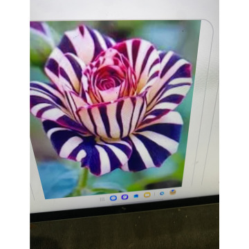 Photo for notice Toni David DEXTER