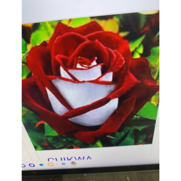 Photo for notice Toni David DEXTER