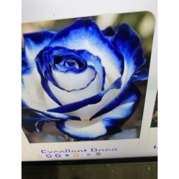 Photo for notice Toni David DEXTER