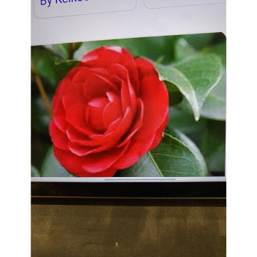 Photo for notice Toni David DEXTER