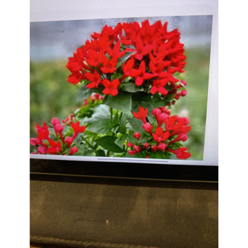 Photo for notice Toni David DEXTER