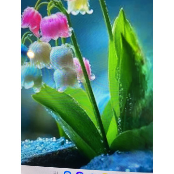 Photo for notice Toni David DEXTER