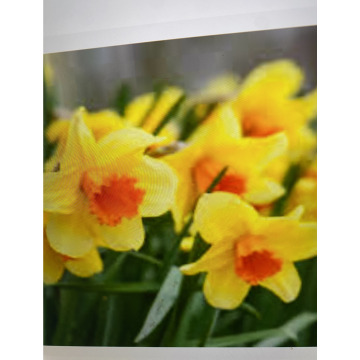 Photo for notice Toni David DEXTER