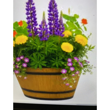 Photo for notice Toni David DEXTER