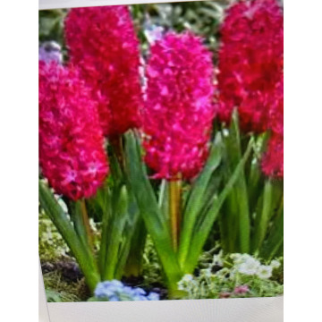 Photo for notice Toni David DEXTER