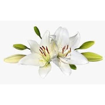 Photo of ISOBEL GILMOUR