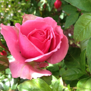 Notice Gallery for Lesley Ivy BISHOP