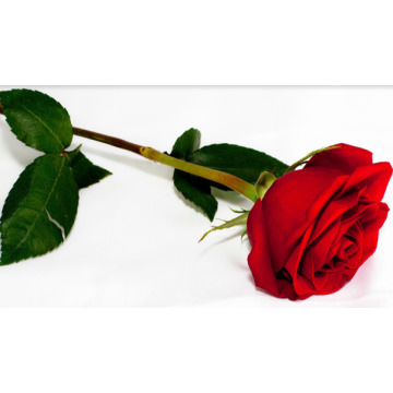 Photo of FARRANT TRACY KAREN