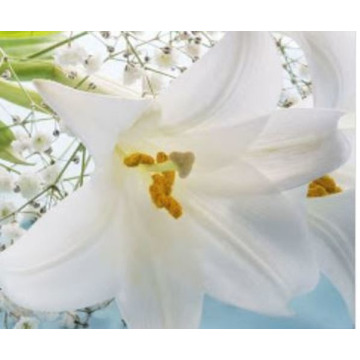 Notice Gallery for JOANNE MATTHEWSON