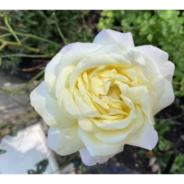 Photo of Alexander Russell TURNBULL