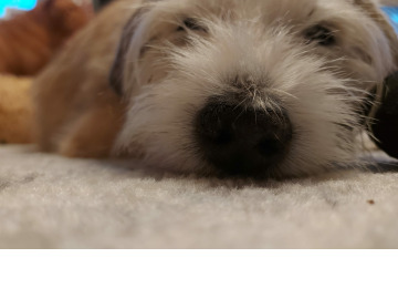 Photo for notice Glennys RENARDSON