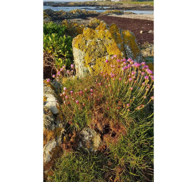 Photo of Martin BYRNE