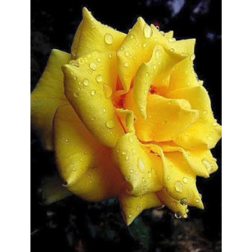 Photo for notice Ann Josephine DAVIN