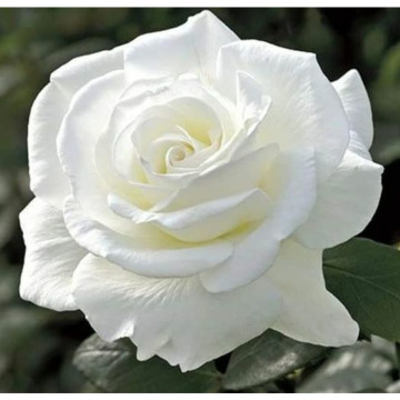 Photo for notice Ann Josephine DAVIN