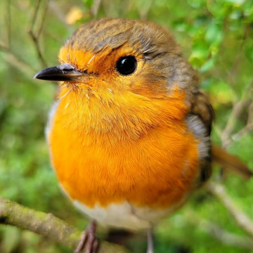 Photo for notice Ann Josephine DAVIN