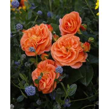 Photo for notice Ann Josephine DAVIN