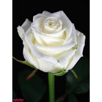 Photo for notice Ann Josephine DAVIN