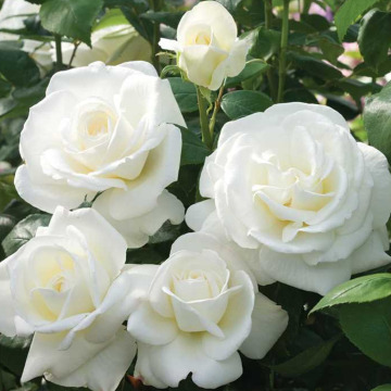 Photo for notice Ann Josephine DAVIN