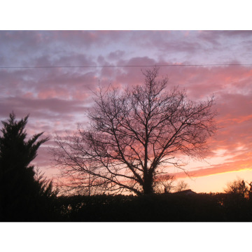 Photo for notice Ann Josephine DAVIN