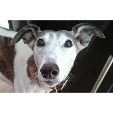 Notice Gallery for Rick Florence Michaela Kimmy TOBIN-ROBINSON