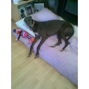 Notice Gallery for Rick Florence Michaela Kimmy TOBIN-ROBINSON