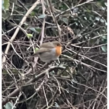 Notice Gallery for MAISIE ROBERTS